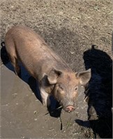 Female-Landrace Cross GIlt-02/24/24