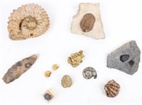 Marine Fossils- Ammonite Trilobite+