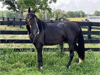 BIG BEN WALKING HORSE GELDING