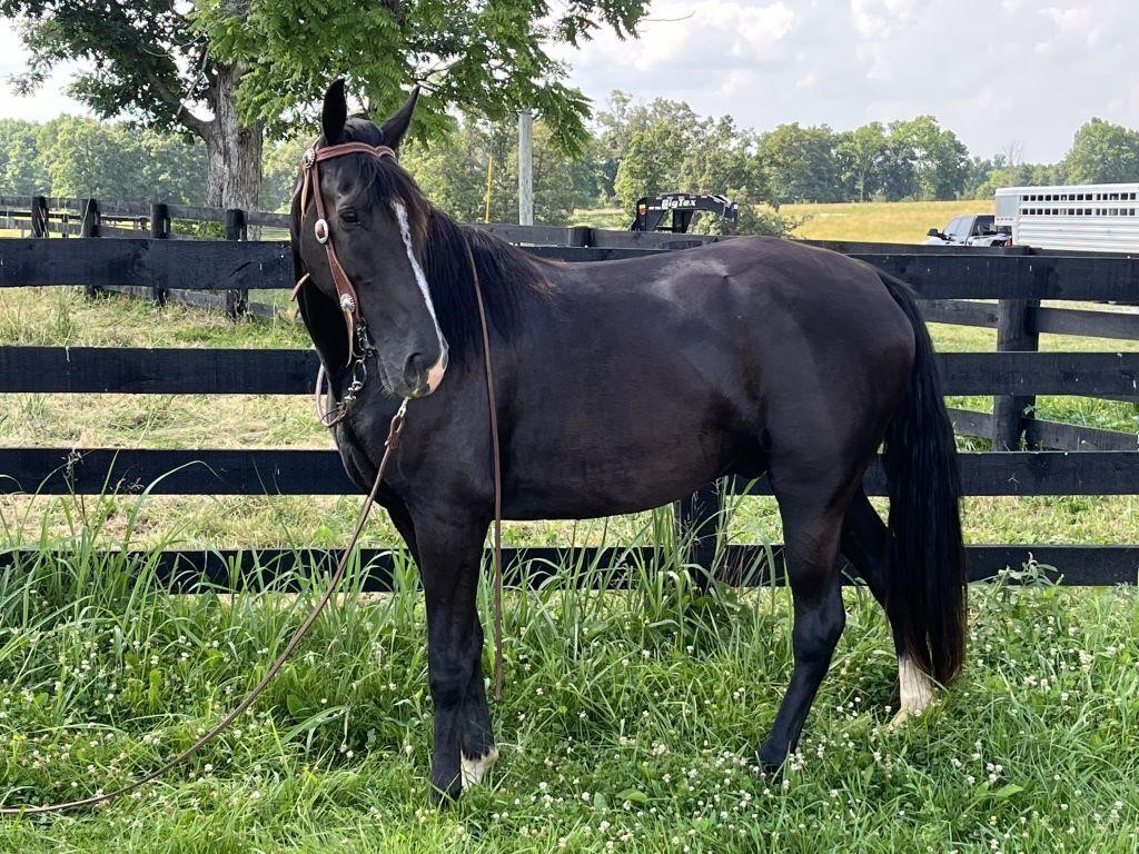 Guy Bynum Livestock-  July 13th and 14th Red White And *BOOM