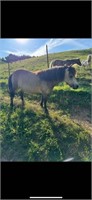 LADY MAY 5 YO MARE PONY