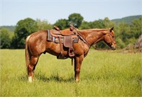 AQHA GELDING - TACOMA