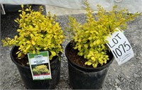 Golden Barberry-2 plants
