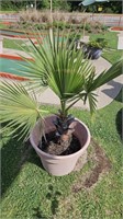 Palm tree and planter