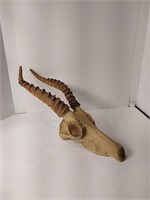 African Springbok Antelope Resin Skull U7B