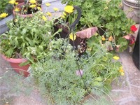 3 Planters and Plants, Geraniums, Wildflowers