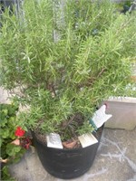 Rosemary Bush and Planter, Approx. 42 in. Tall