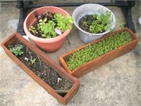 4 Planters (2 Foam,2 Plastic) and Plants