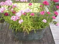 Copper Wash Tub Planter and Pink Annuals