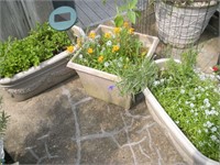 3 Planters and Plants-Mint, Alyssum