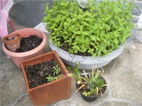 Planters and Plants, Mint, Succulents-Live Plant