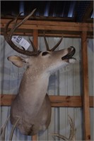 8 point Symmetric Whitetail Deer Head Mount