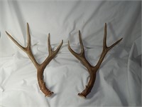 Mule Deer Antler Sheds 4 Point Nice Shape