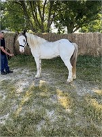 SKITTLES 2016 GYPSY VANNER CROSS GELDING *VIDEO