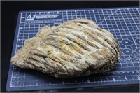5lb 5oz Large Section Of Mammoth Tooth