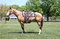 CHEROKEE-11 YR OLD PAINT GELDING