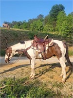 PEDRO-12 YR OLD GELDING