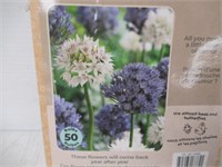 50-Pc Tasc Allium Amplectens Bulbs
