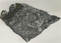 Slate piece with FERN fossils on both sides