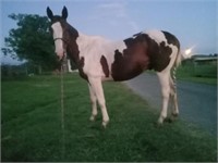 GOOSE PAINT QH GELDING