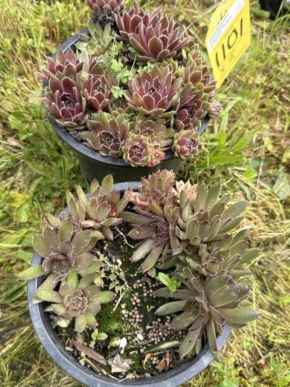 2 hen and chicks