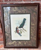 Framed Print of Tropical Birds