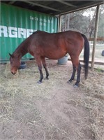 (VIC) SETTLE THEN LIFT - THOROUGHBRED MARE