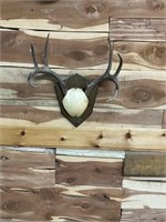 ANTLER MOUNT