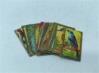 20 1911 Mecca ciggarette bird series cards