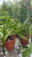 3 pots with amaryllis plants