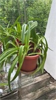 3 pots with amaryllis plants