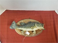 FISH MOUNT