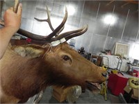 Mounted Elk Head