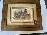 Pheasant Picturee 20"x16"