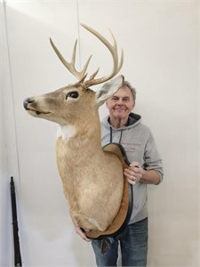 Large Taxidermy Deer Mount