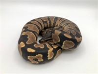 Unsexed, baby Yellow belly ball python