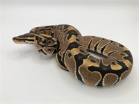 unsexed, baby Normal Ball python