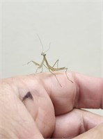 Chinese green praying mantis - hatched may 18