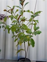 5.5 ft Evergreen Magnolia