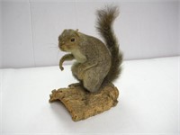 Squirrel Mount  10 inches tall