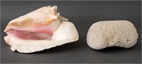Conch Shell and White Coral Specimen, 2