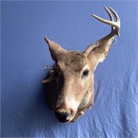 Taxidermy deer head mount, largest antler 10" tall