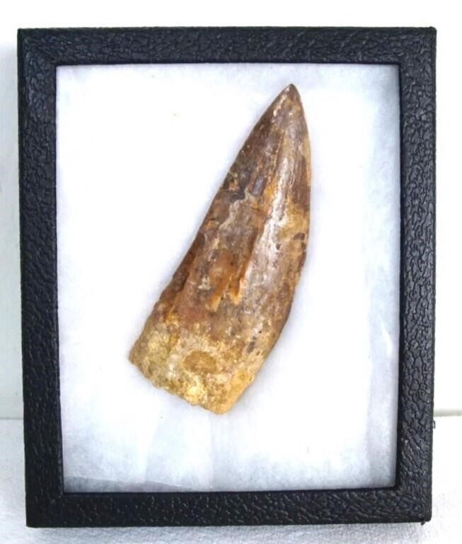 4" Tyrannosaurus tooth