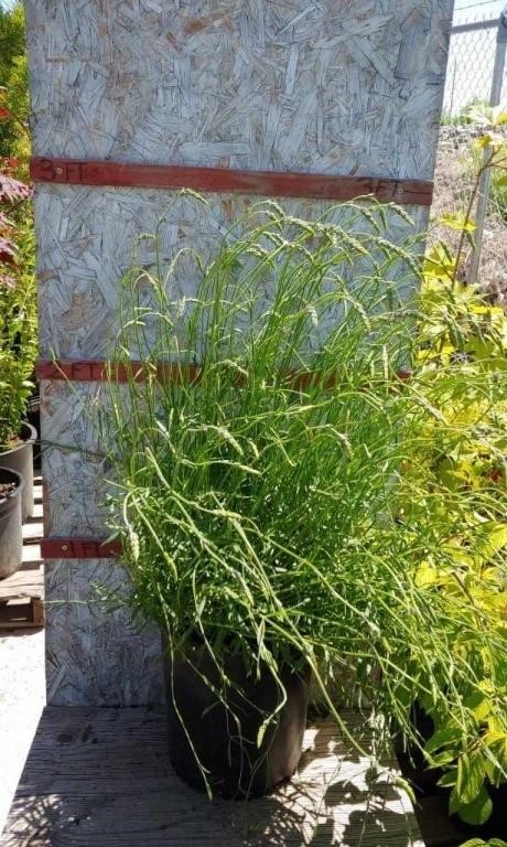 Online Nursery Plant Auction 6/20