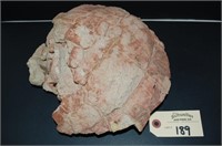 Turtle/Tortoise Fossil Shell
