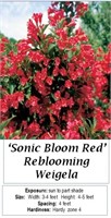 3 Sonic Bloom Rebloomer Red Weigleia Plants