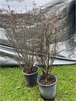 (2) Orange Rocket Japanese Barberry shrubs