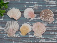 SEA SHELLS