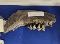 FOSSILIZED ICE AGE BISON JAW BONE FRAGMENT