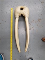 Approx. 32" walrus head mount, with tusks and teet